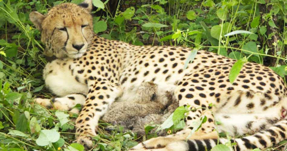 cheeta-18-9-26-32088